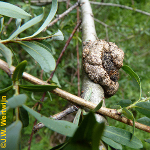 Gewone wilgbastgalmug (Rabdophaga saliciperda)